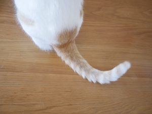 猫のしっぽの形や振る時の感情や気持ちを知ろう！くねくねの時の意味は？
