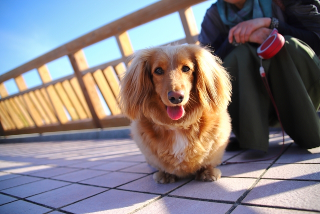 ミニチュアダックスフンドの飼うメリットや環境配慮を体験談でご紹介！