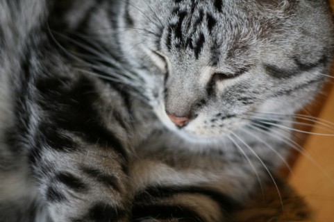 猫の亡くなる前の症状や行動って分かる？猫を飼っていた人の体験談で紹介！