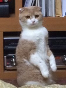 猫が立ったままトイレ(立ち用便)の理由とは！なぜオシッコなのに座らない？